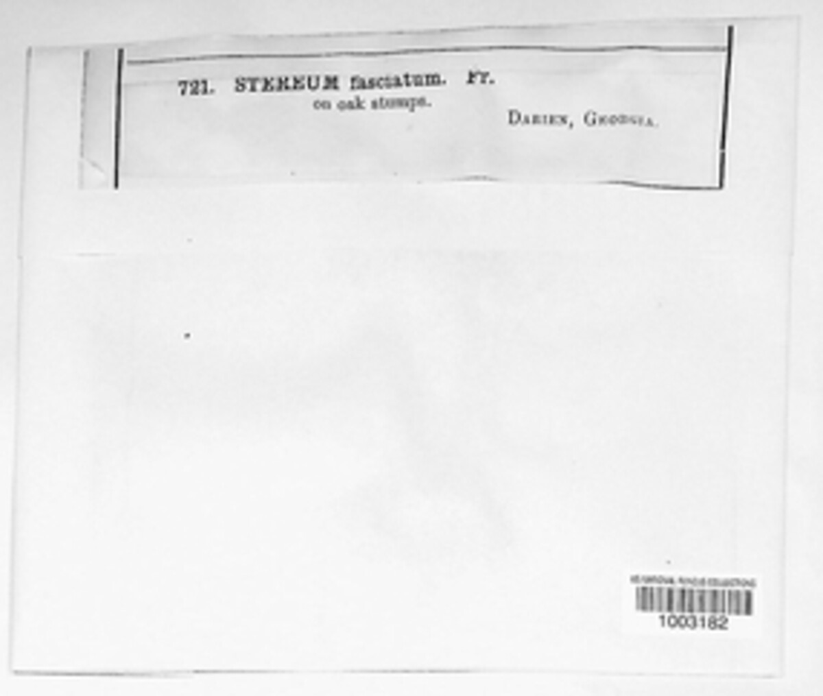 Stereum ostrea image